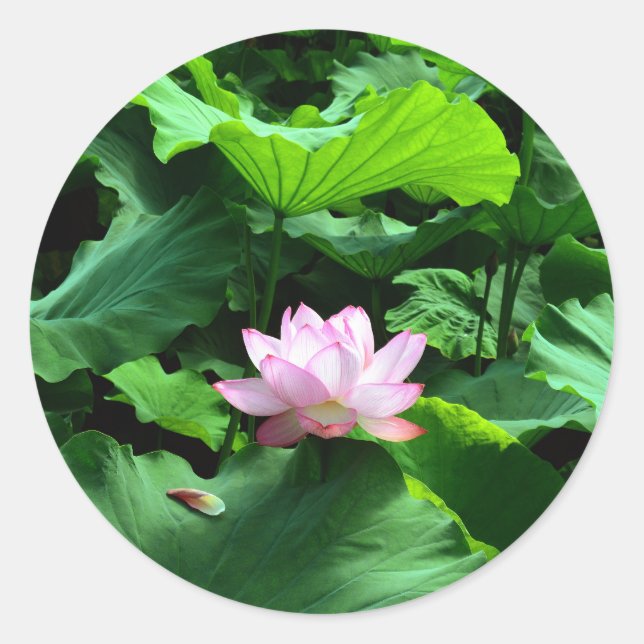 Sacred Lotus: Japan Classic Round Sticker (Front)