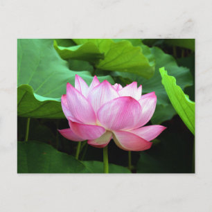 Sacred Lotus: Japan Postcard