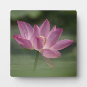 Sacred Pink Lotus Blossom - Serene Zen Art for Med Plaque