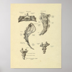Sacrum Coccyx Anatomy Spine Bones Print