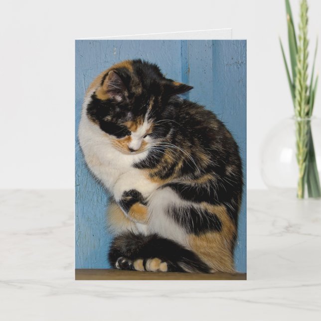 Sad Calico Cat belated birthday Card (Front)