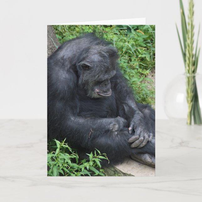 sad chimpanzee get well card (Front)