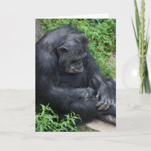 sad chimpanzee get well card