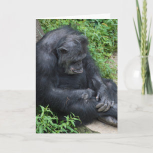 sad chimpanzee Miss You Card