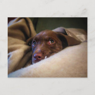 Sad Chocolate Lab Pittie puppy dog Postcard