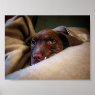 Sad Chocolate Lab Pittie puppy dog Poster
