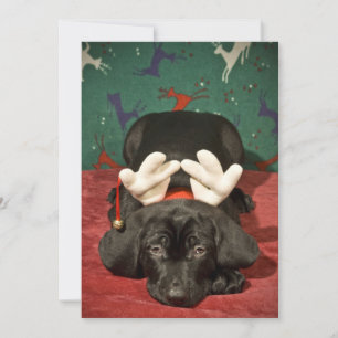 Sad Christmas pup Holiday Card