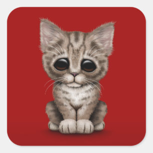 Sad Cute Brown Tabby Kitten Cat on Red Square Sticker