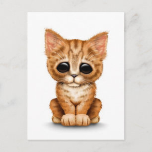 Sad Cute Orange Tabby Kitten Cat on White Postcard