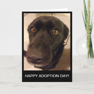 Sad Dog Happy Adoption Day Card