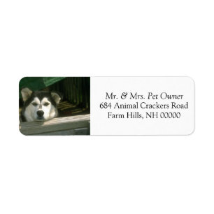 Sad Dog Return Address Mail Labels Stickers
