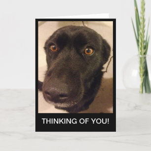Sad Dog Thinking of you card