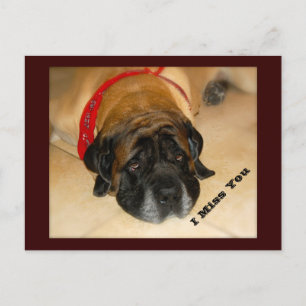 Sad English Mastiff Dog I MIss You Postcard