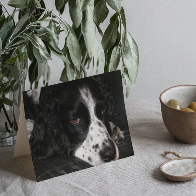 Sad English Springer Spaniel Dog Get Well Card (In Situ)
