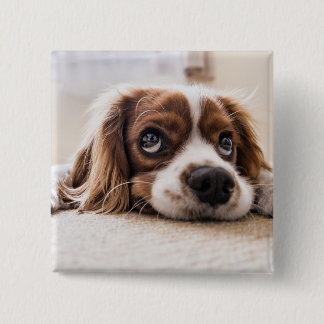 Sad-Eyed Cocker Spaniel Dog 15 Cm Square Badge