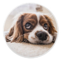 Sad-Eyed Cocker Spaniel Dog