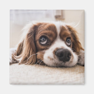 Sad-Eyed Cocker Spaniel Dog Magnet