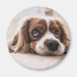 Sad-Eyed Cocker Spaniel Dog Magnet