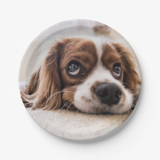 Sad-Eyed Cocker Spaniel Dog Paper Plate