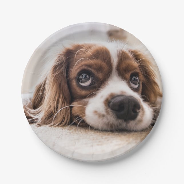Sad-Eyed Cocker Spaniel Dog Paper Plate (Front)
