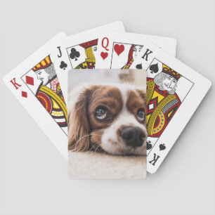 Sad-Eyed Cocker Spaniel Dog Playing Cards
