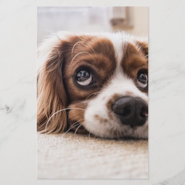 Sad-Eyed Cocker Spaniel Dog Stationery (Front)