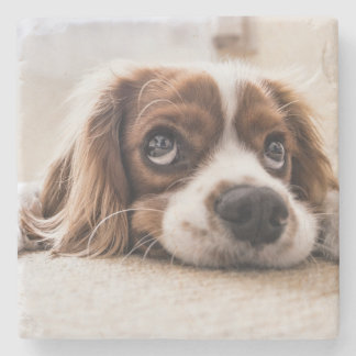 Sad-Eyed Cocker Spaniel Dog Stone Coaster