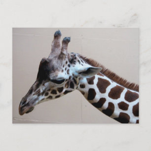 Sad Giraffe Postcard