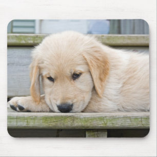 sad golden retriever puppy mouse pad