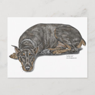 Sad Guilty Looking Doberman Postcard
