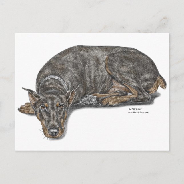 Sad Guilty Looking Doberman Postcard (Front)