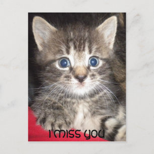 Sad Kitten - I MISS YOU Postcard