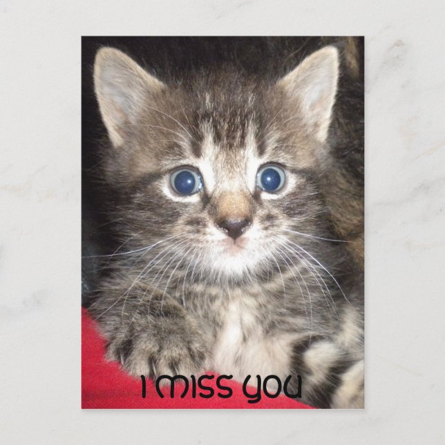 Sad Kitten - I MISS YOU Postcard (Front)
