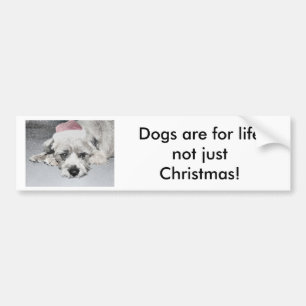 Sad little christmas dog bumper sticker