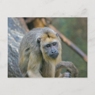 Sad Looking Howler Monkey Postcard
