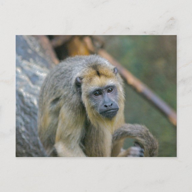 Sad Looking Howler Monkey Postcard (Front)