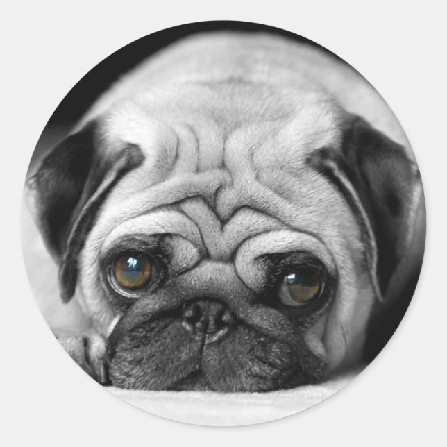 Sad Pug Classic Round Sticker (Front)