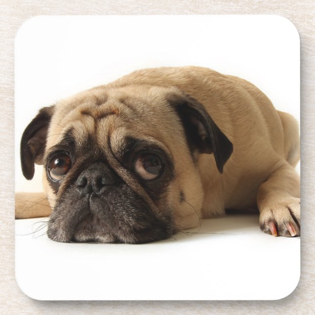 Sad Pug Coaster (Front)
