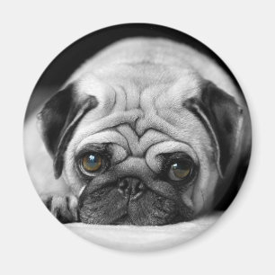 Sad Pug Magnet