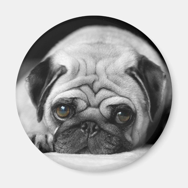 Sad Pug Magnet (Front)