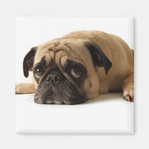 Sad Pug Magnet