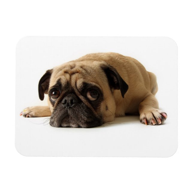 Sad Pug Magnet (Horizontal)