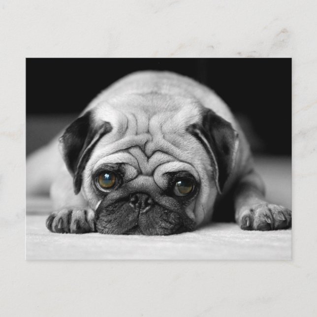 Sad Pug Postcard (Front)