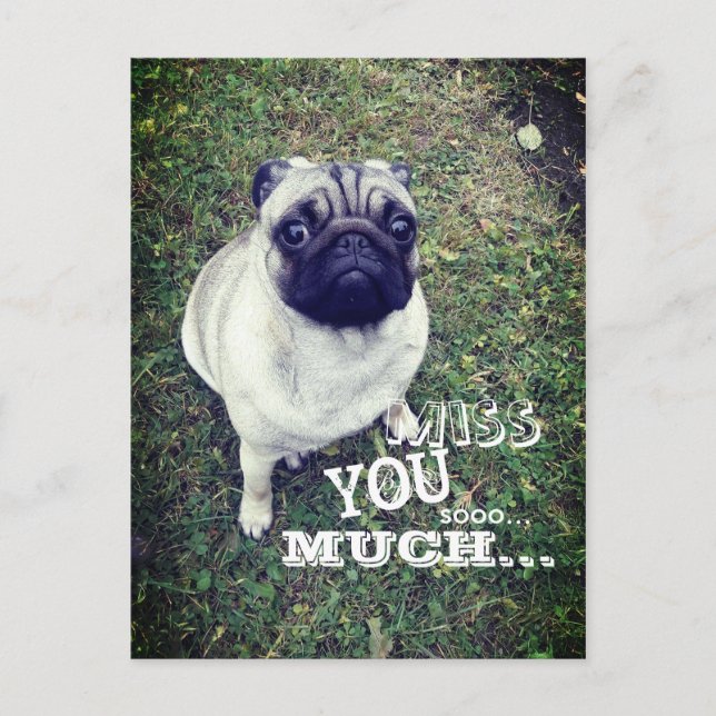 Sad Pug Postcard (Front)
