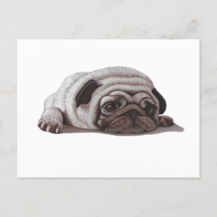 Sad Pug Postcard