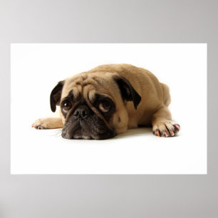 Sad Pug Poster