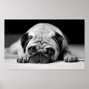 Sad Pug Poster