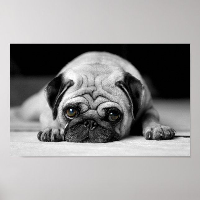 Sad Pug Poster (Front)