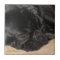 Sad Pug Tile