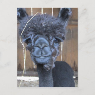 Sad Shaved Alpaca Postcard